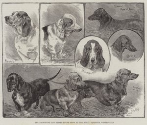 De teckel- en basset-hondenshow in het Royal Aquarium, Westminster door Louis Wain
